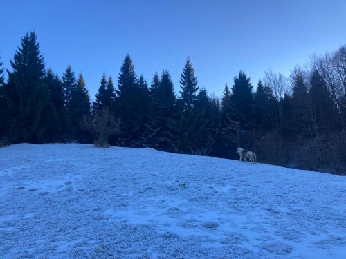 646ba78a-6548-4b85-abc6-7681f69a1478